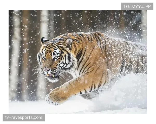 从领先到被逆转：吉林东北虎下半场应对压迫防守乏术纪实